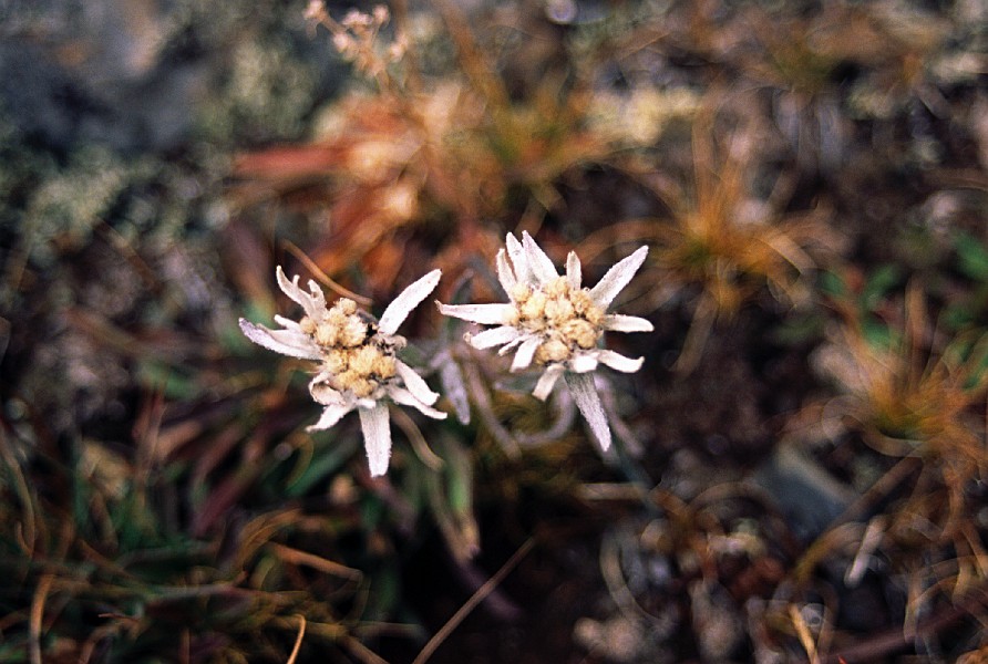 eidelweiss a long way from home.jpg - Edelweiss is common in Mongolia.